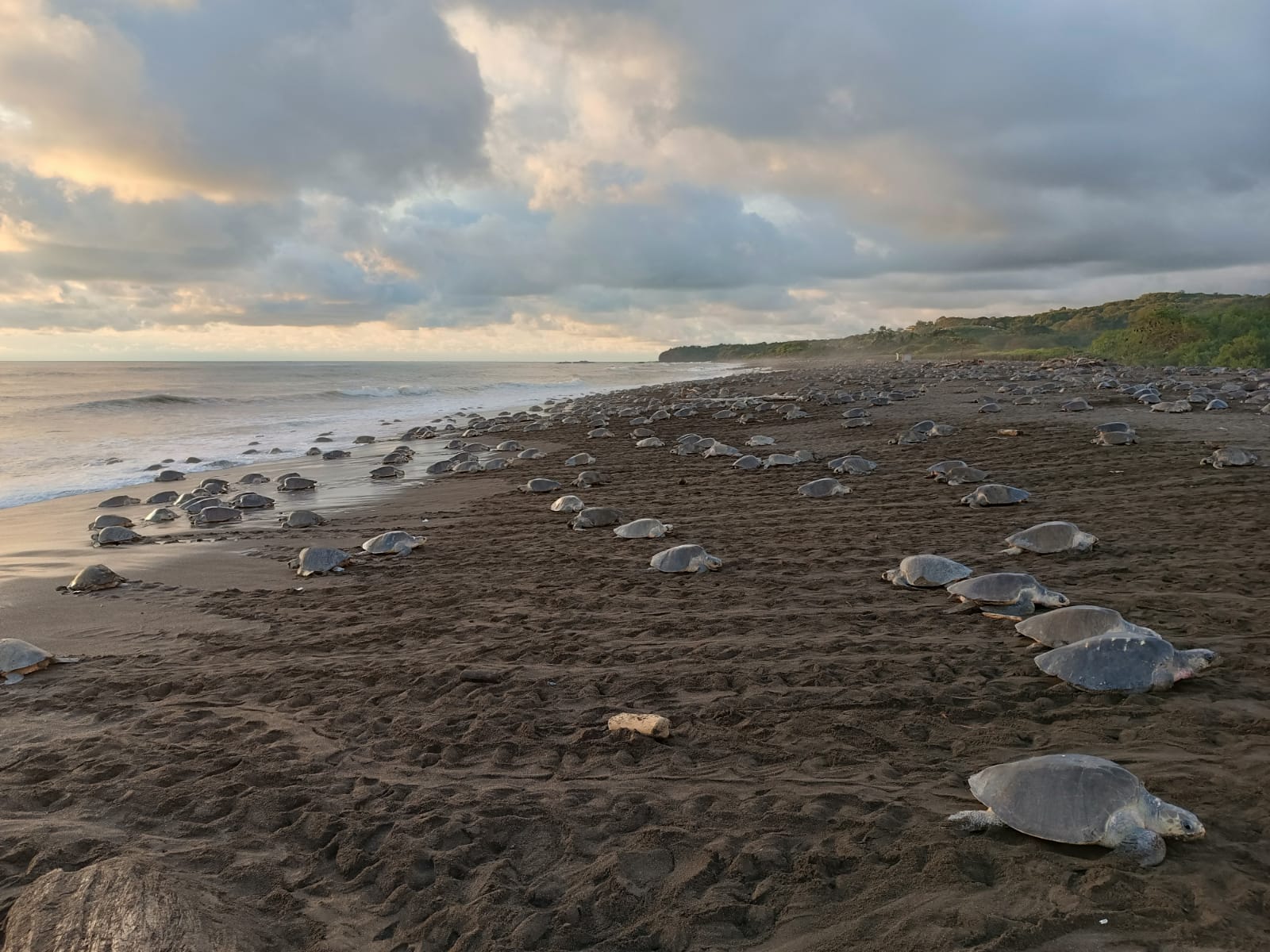 Ostional Wildlife Refuge turtle nesting experience near Nosara